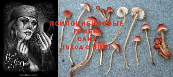 индика Козловка